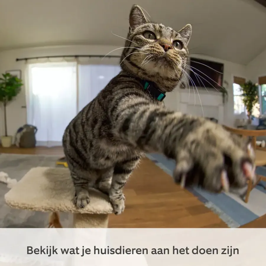 Elektronische Beveiliging > Ring Pan & Tilt Indoor Cam Wit